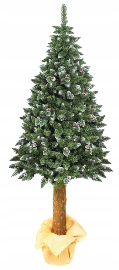 Vianočný stromček diamantová sosna na živom pni